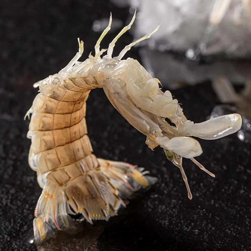 【皮皮虾】上街弟推荐 新鲜尝鲜装肉质鲜甜肥美【包鲜不包活】