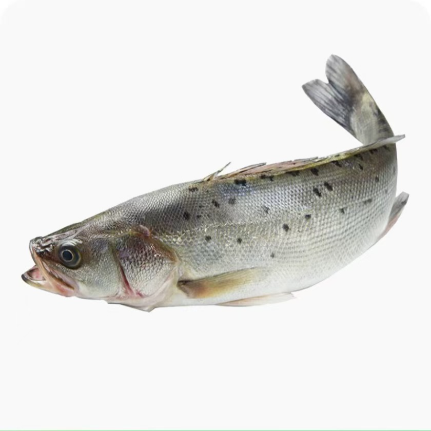 【鲜活鲈鱼海鲈】上街弟海鲜肉质鲜嫩鱼类多规格福州发货保鲜到家