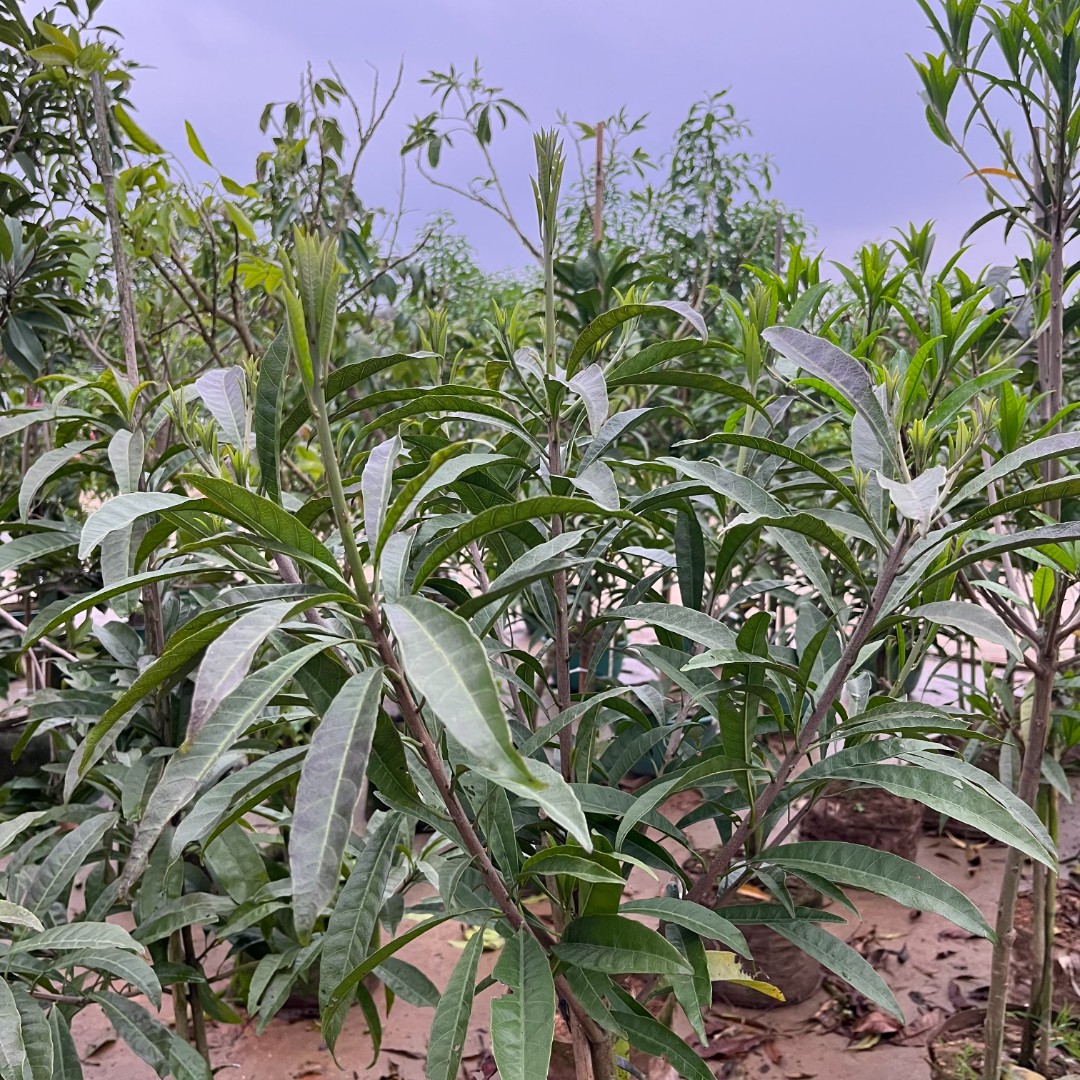 进口果树苗一物一拍