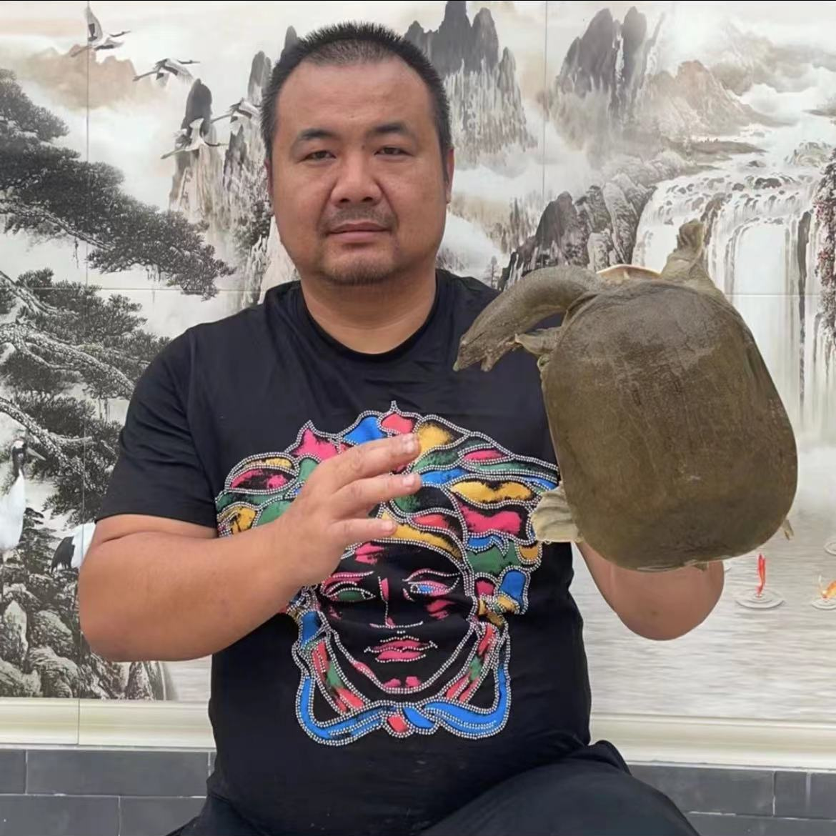 （两只）武汉鳝哥推荐土甲鱼