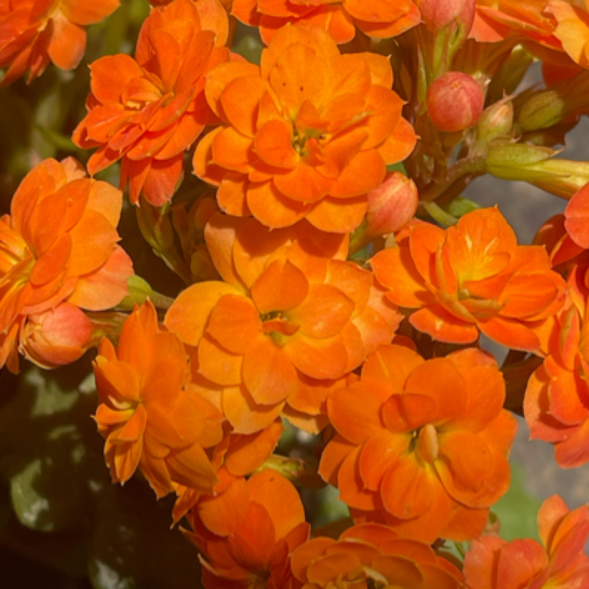 【索尔丹】黄橙色渐变鹿角叶大花110盆