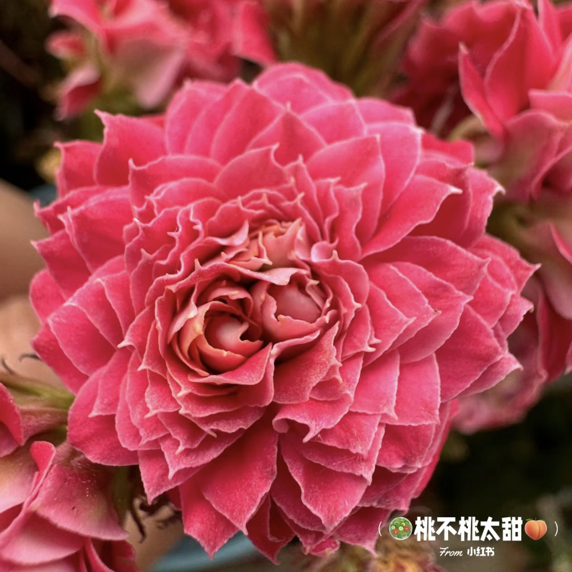 【步步生花】重瓣大花110盆长寿