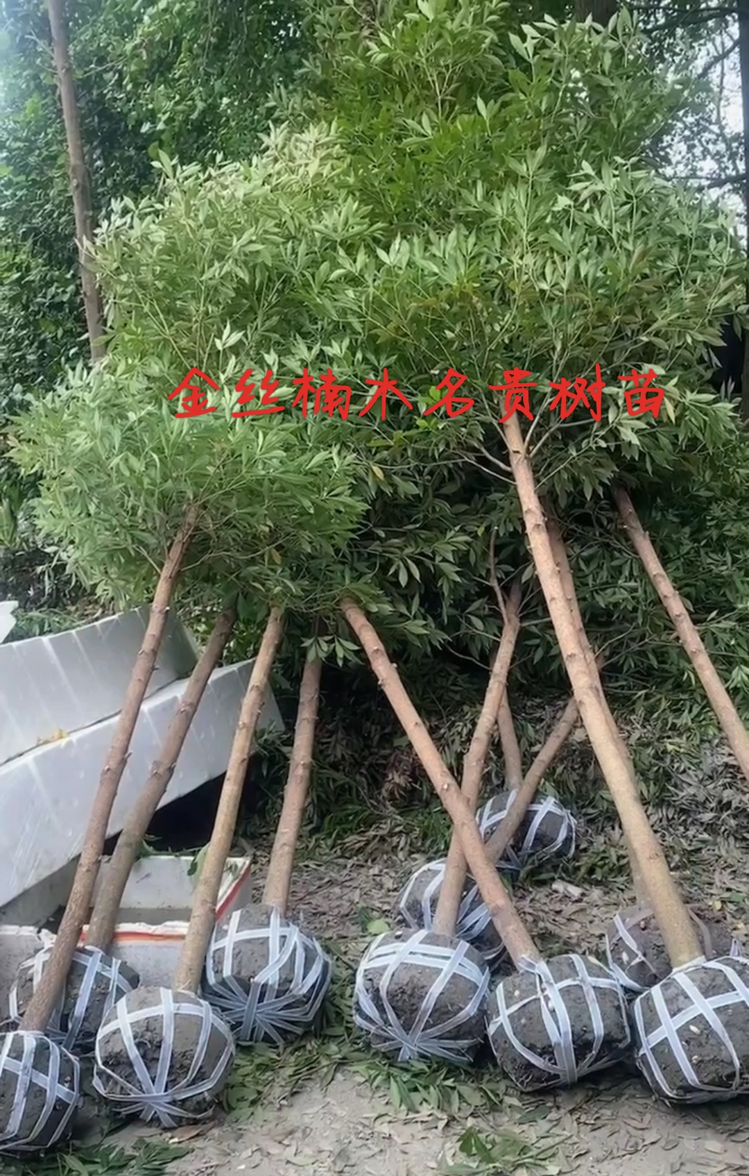 金丝楠木树苗双十一活动集合链接（福利多多）庭院绿化四季常青