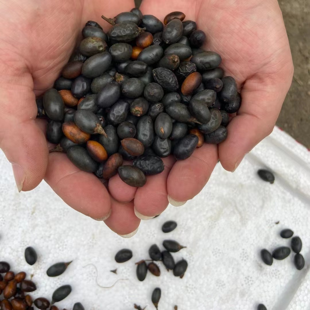 金丝楠木小叶桢楠新鲜种子正宗种子四川原产地