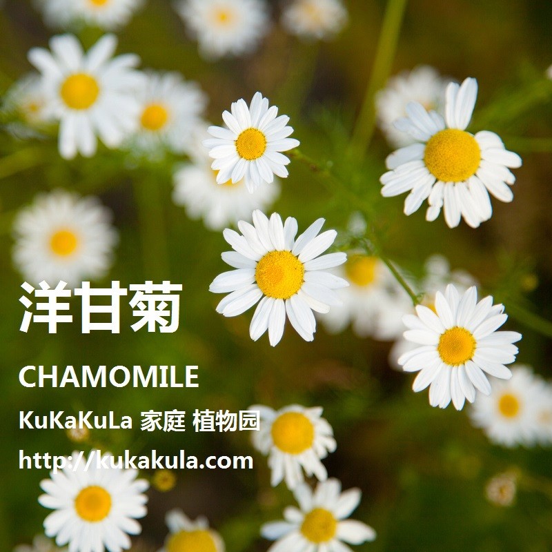 【新疆包邮】洋甘菊种子小洋甘菊花苗四季阳台盆栽花卉