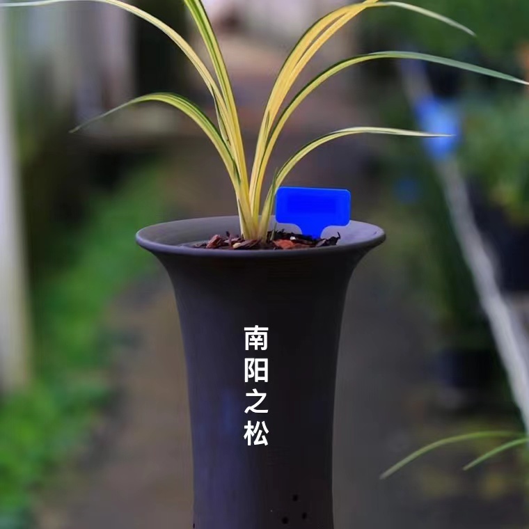 南阳之松（墨兰）子母两壮苗