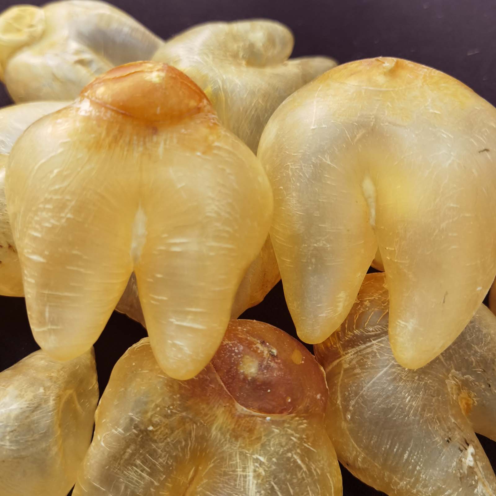 旺泰佳 鸡泡胶 牙母胶 内膜少野生老胶 鱼胶 花胶  精挑货1-500克