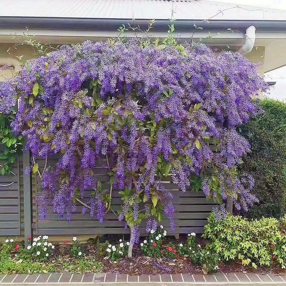 紫藤花树苗爬藤植物庭院围墙四季易活盆栽绿植花卉长穗紫藤耐寒