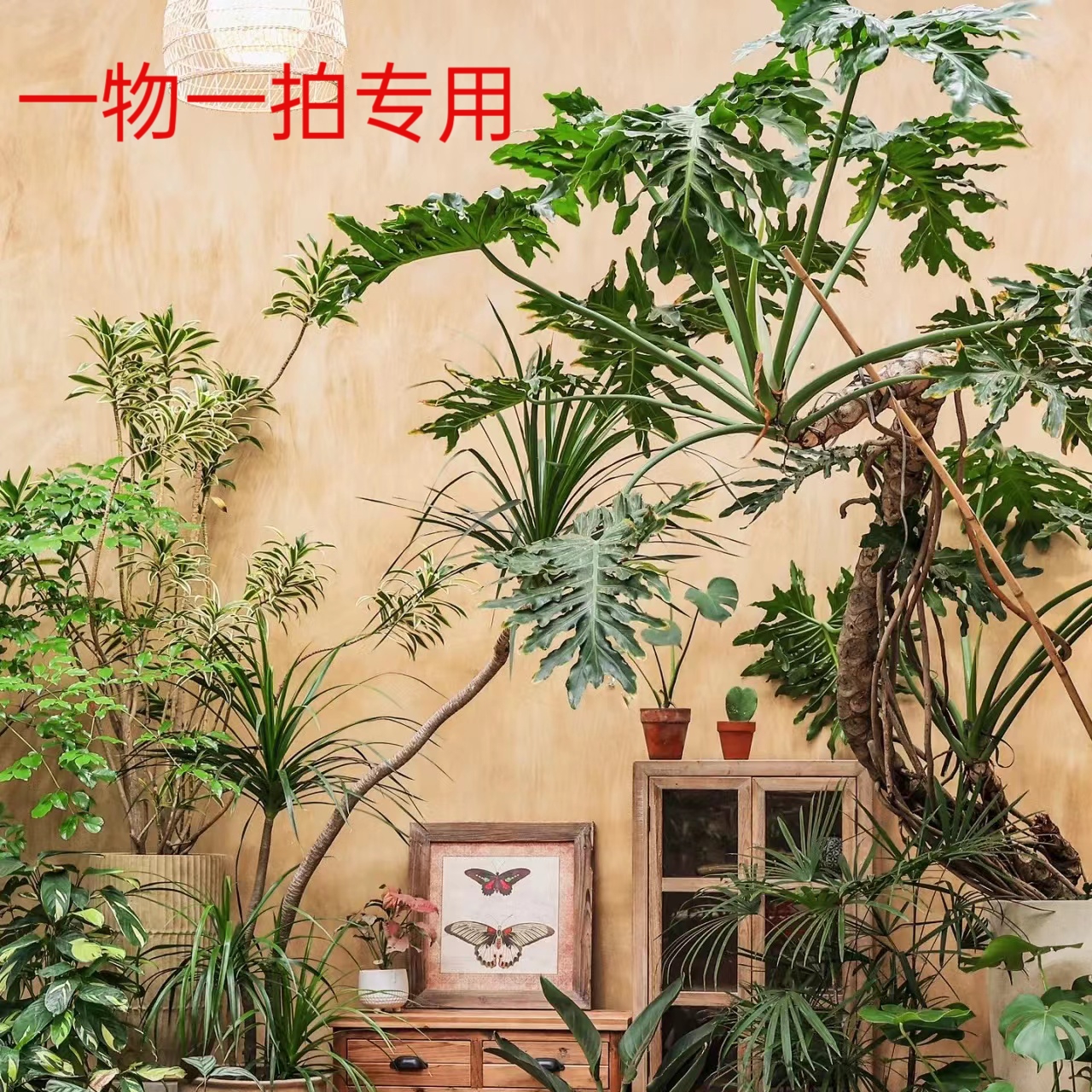 【花间语】一物一拍直播间专用各种造型室内大型绿植