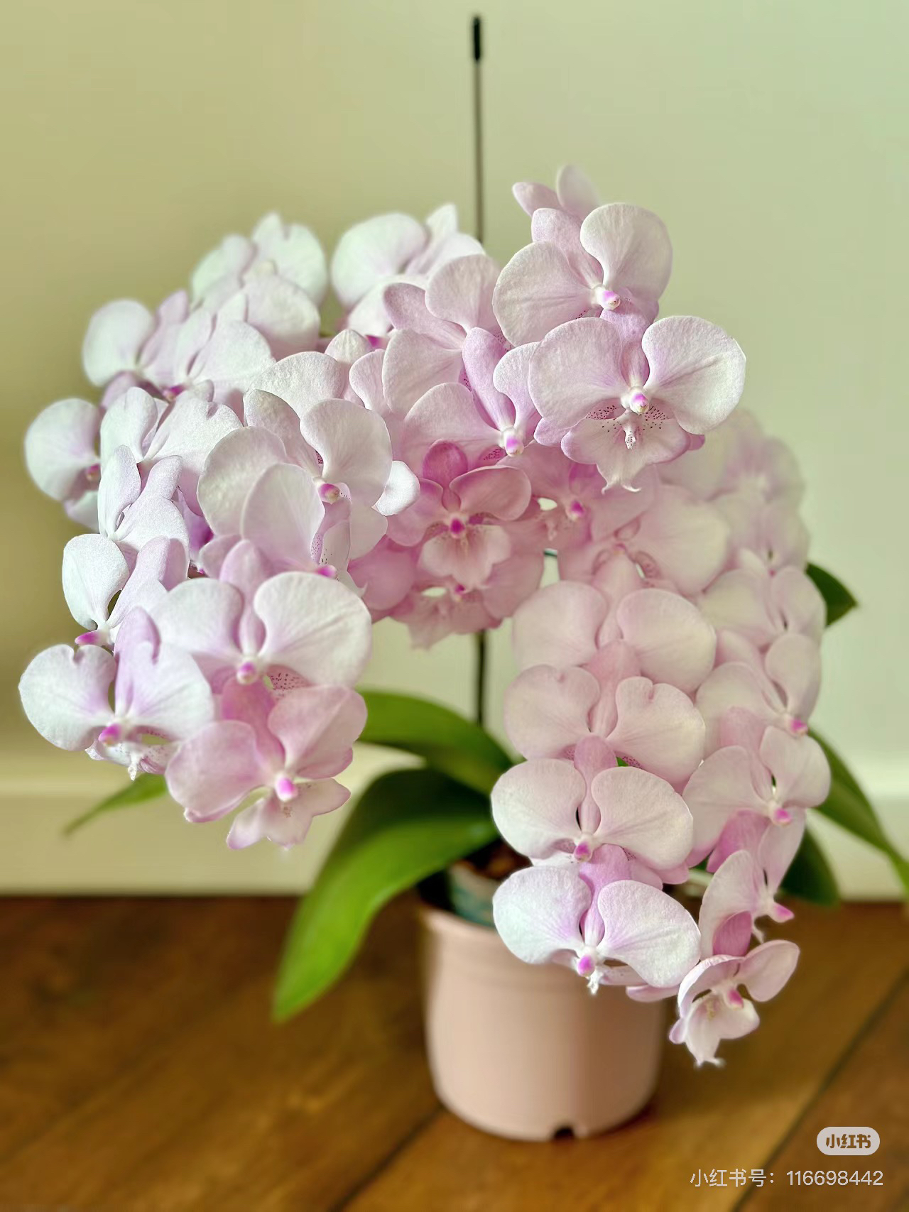 【ch1901粉色浪漫  1花剑】3.0寸蝴蝶兰花苗