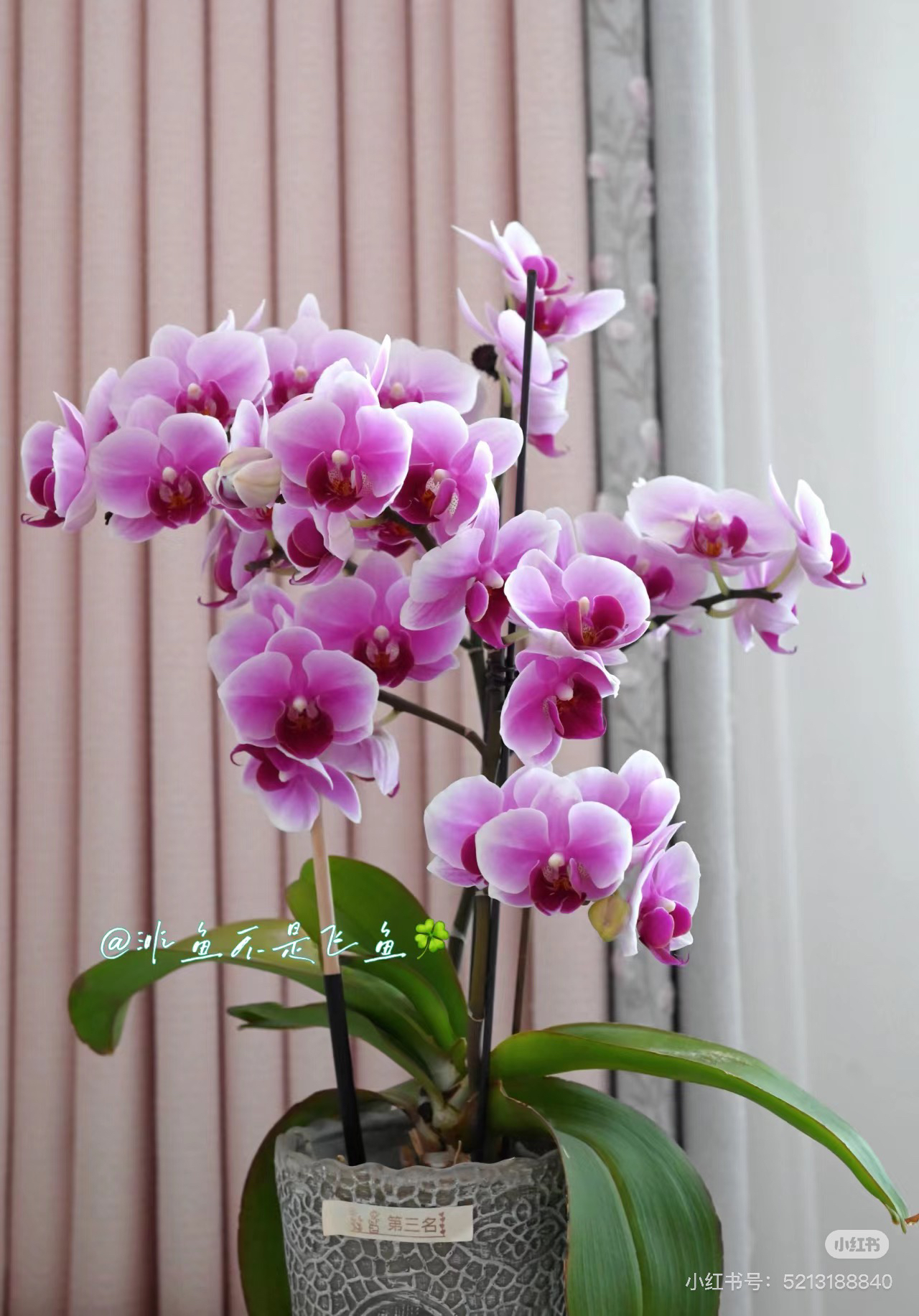 【绝代双骄 爆根】3.5寸蝴蝶兰花苗子 剪过春梗