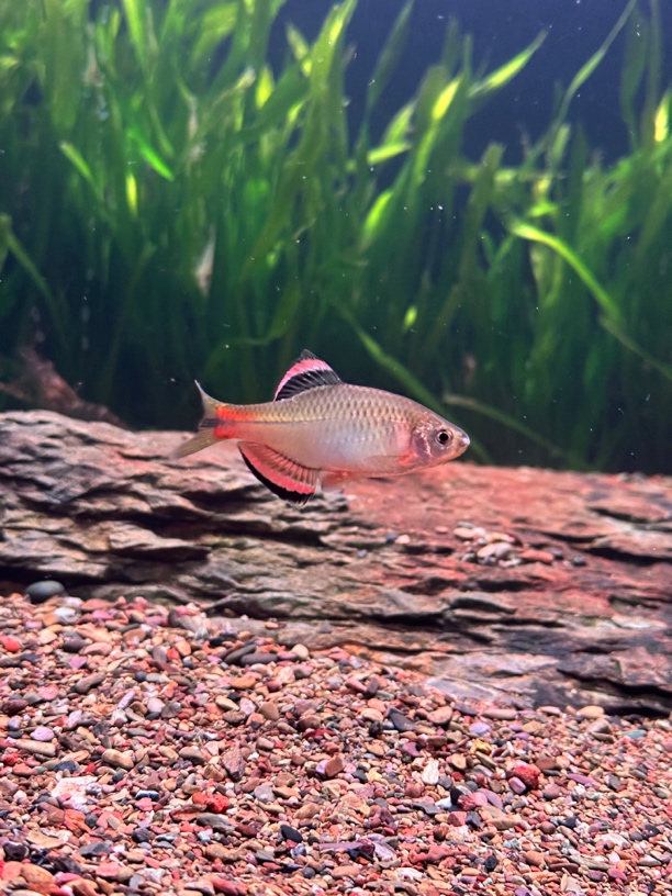 泉州齐氏鱊冷水小型淡水鱼溪流鳑鲏鱼原生态旁皮野生原生鱼观赏鱼