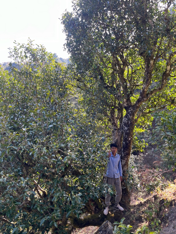 24年野生古树单株系列挑采（近似冰岛刁货）