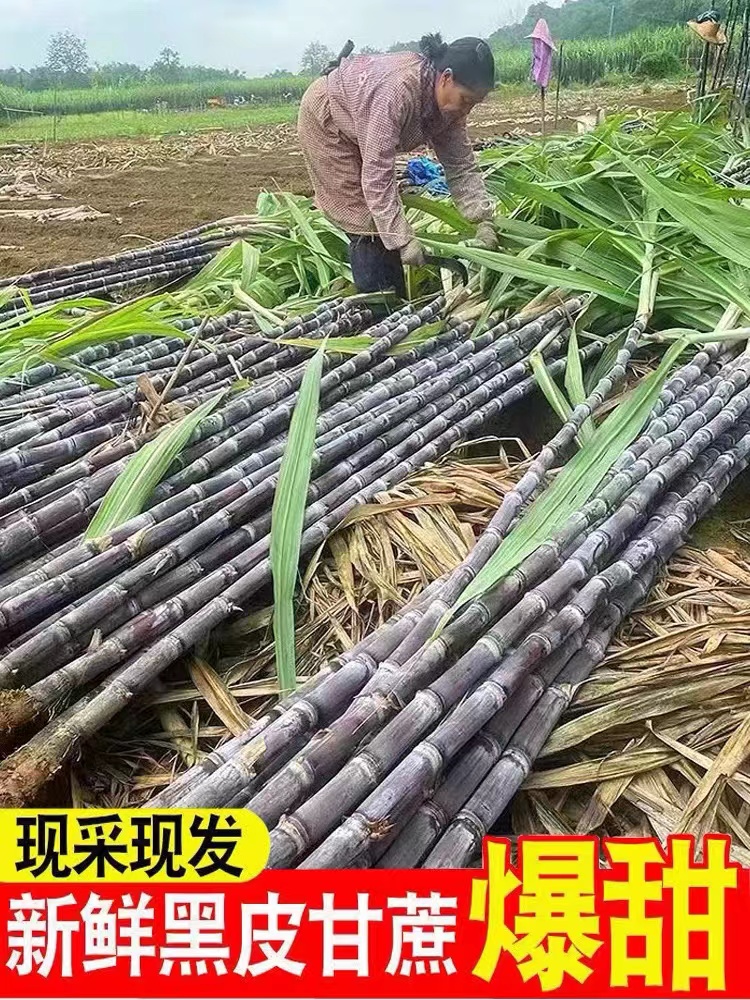 广西黑皮甘蔗新鲜9斤水果包邮当季特产整箱脆甜孕妇果蔗