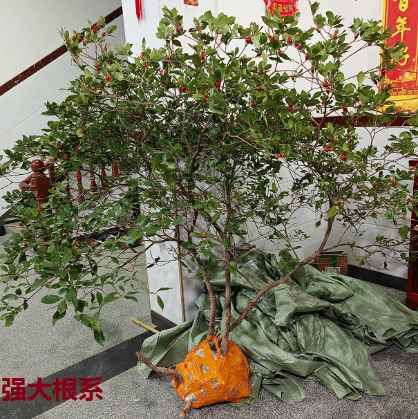 栀子花，春花，栀子花盆栽，栀子花盆景春花盆景大叶栀子花