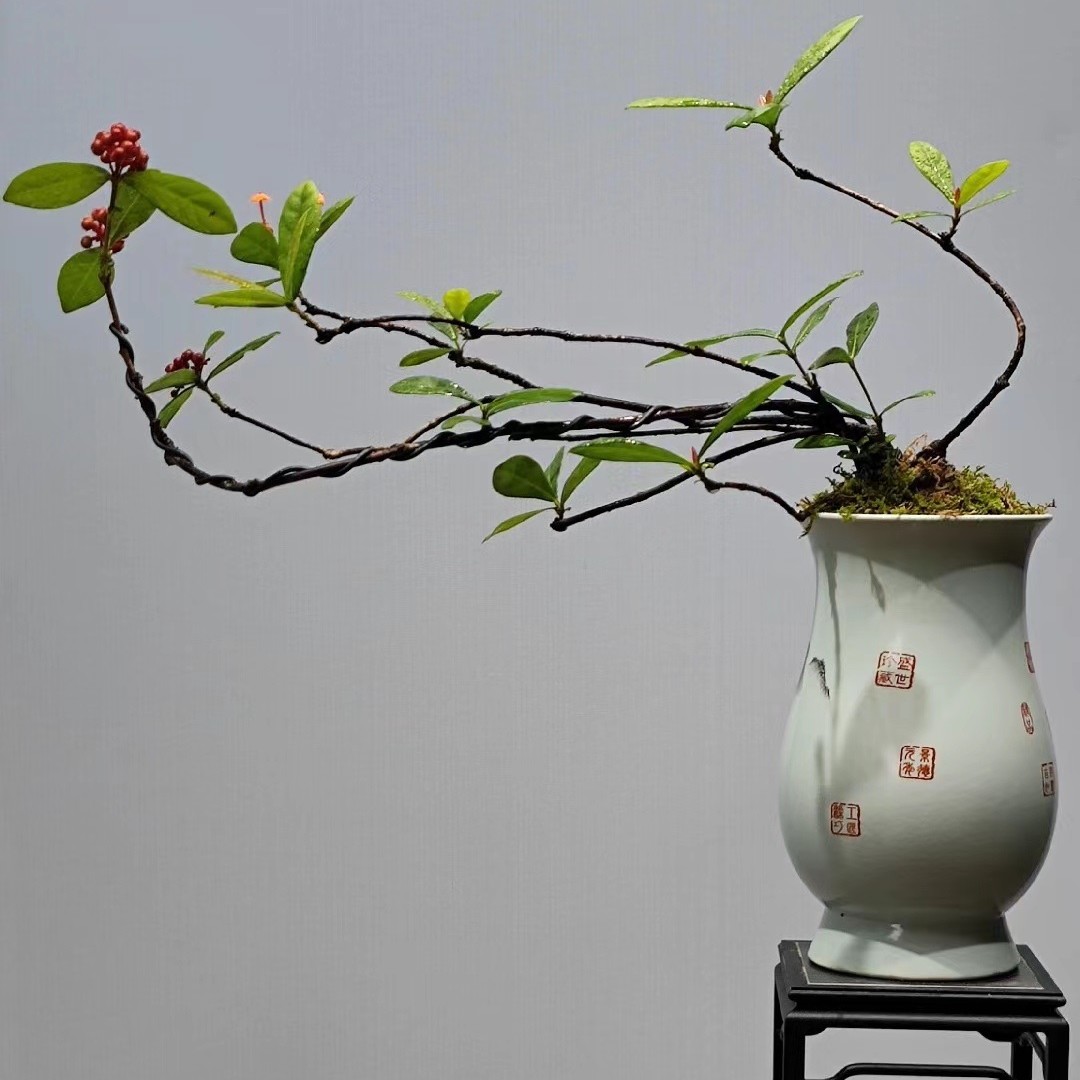 龙船花栀子花春花黄色一物一拍主播推荐