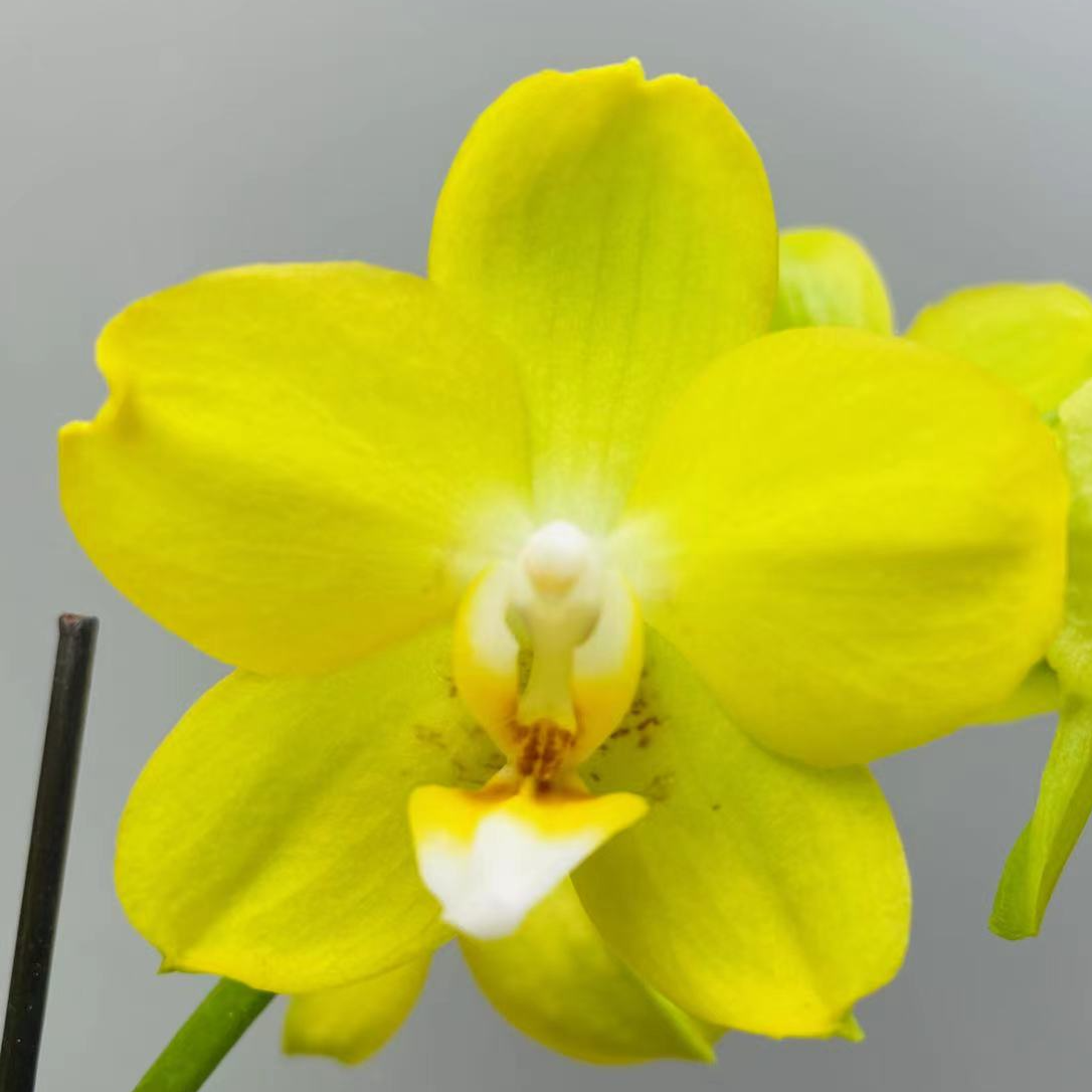 蝴蝶兰《吉祥如意》年宵花好养带花带花苞发货盆栽鲜花冬季室内花卉