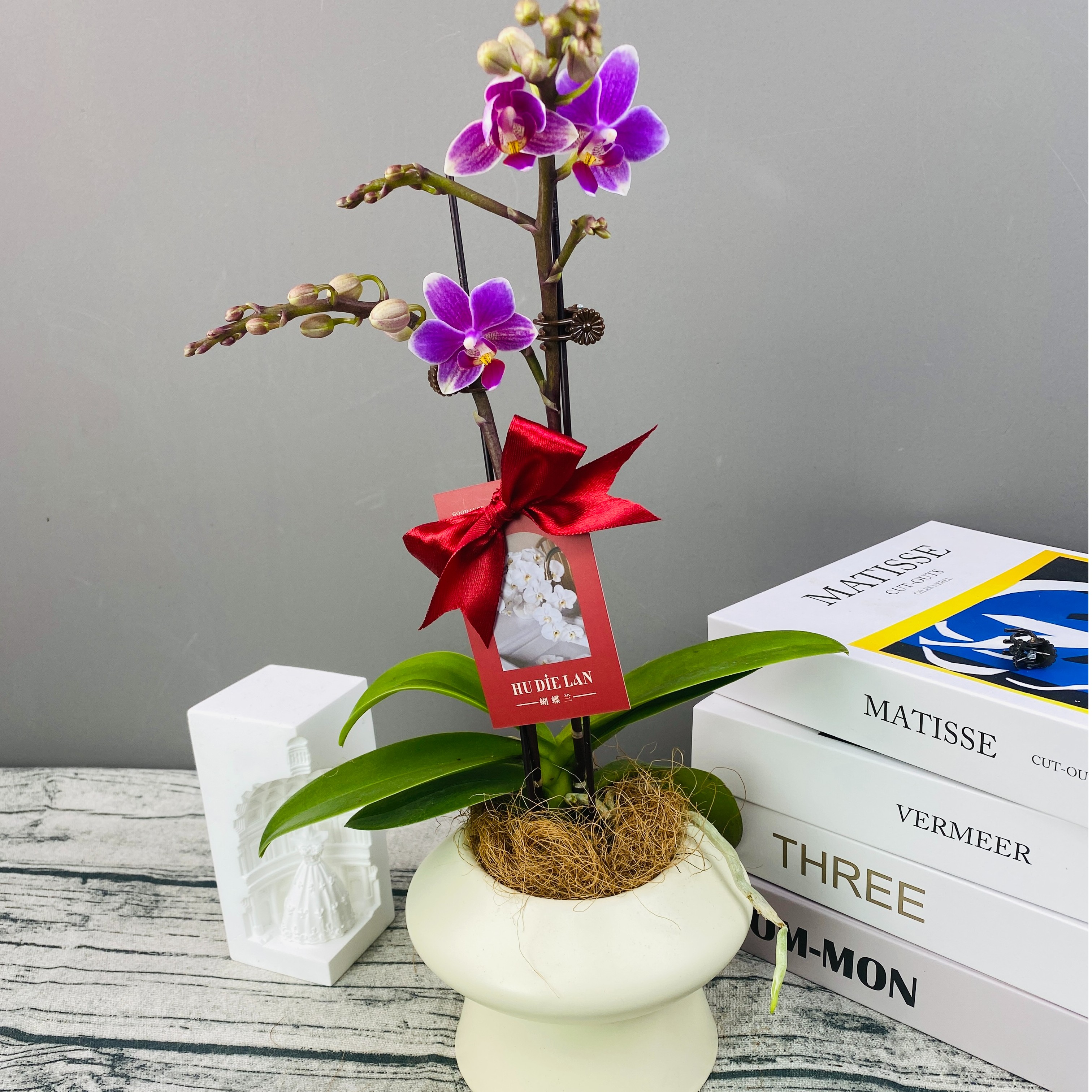 蝴蝶兰《香格里拉》年宵花好养带花带花苞发货盆栽鲜花冬季室内花卉