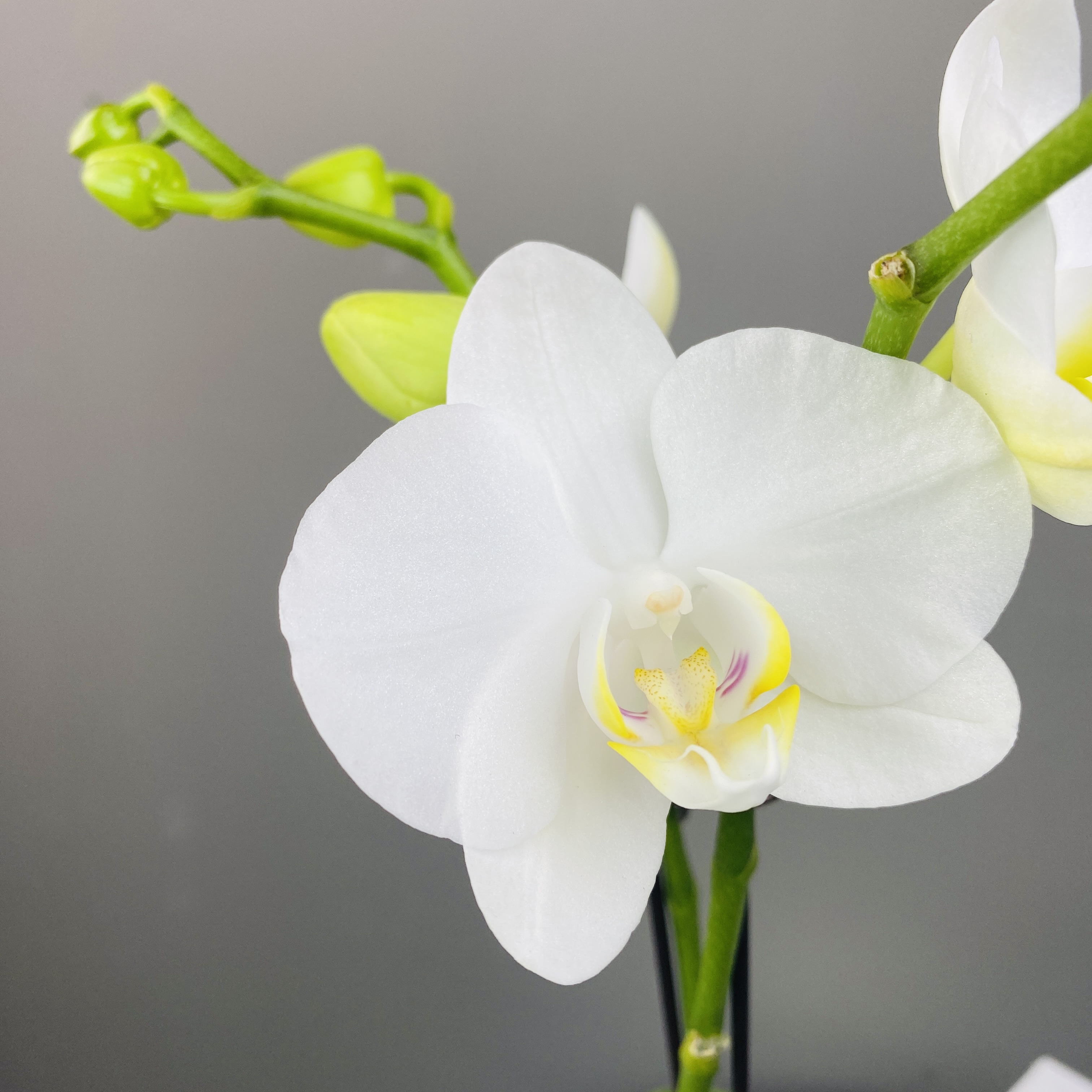 蝴蝶兰《阿玛》年宵花好养带花带花苞发货盆栽鲜花组盆冬季室内花卉
