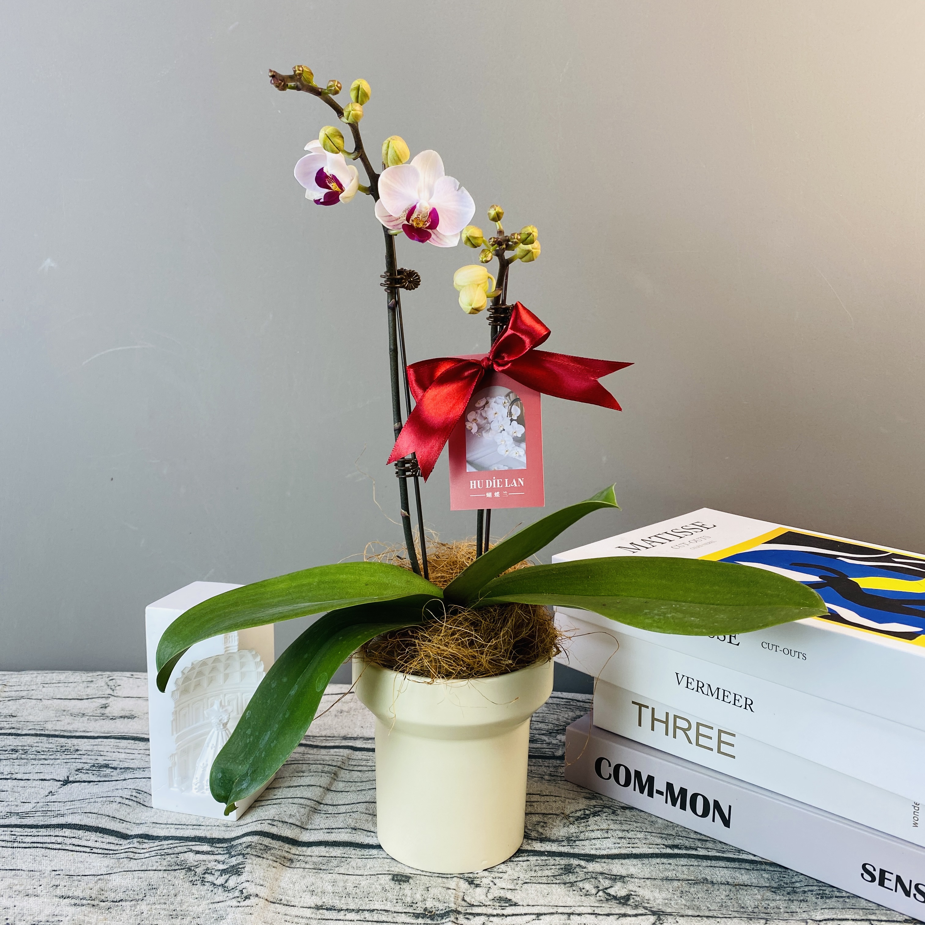 蝴蝶兰《貂蝉》年宵花好养带花带花苞发货盆栽鲜花冬季室内花卉