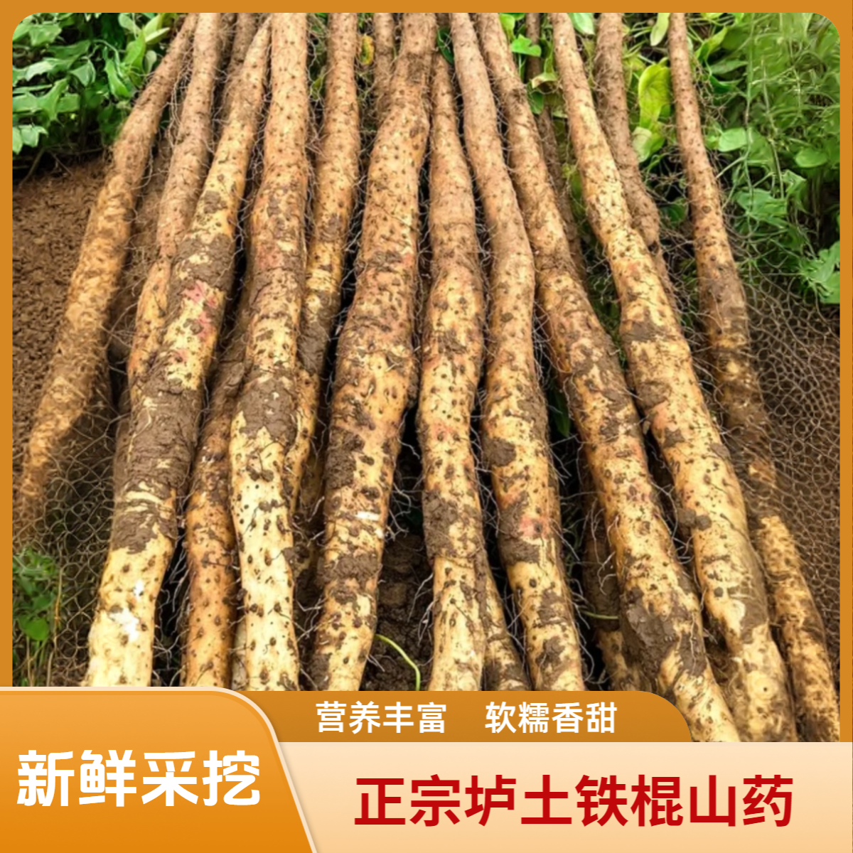怀辅堂焦作温县正宗铁棍山药怀山药产地直发新鲜营养山药3斤5斤