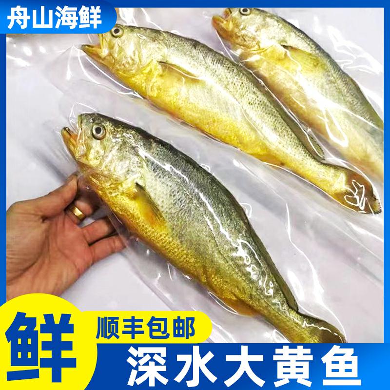 舟山特产深水大黄鱼黄花鱼1-1.3斤/条3条装顺丰包邮冰鲜鲜嫩送礼
