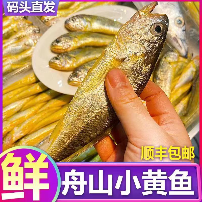 东海野生小黄鱼黄花鱼 4-5条/斤 新鲜海捕 顺丰冷链 舟山渔场