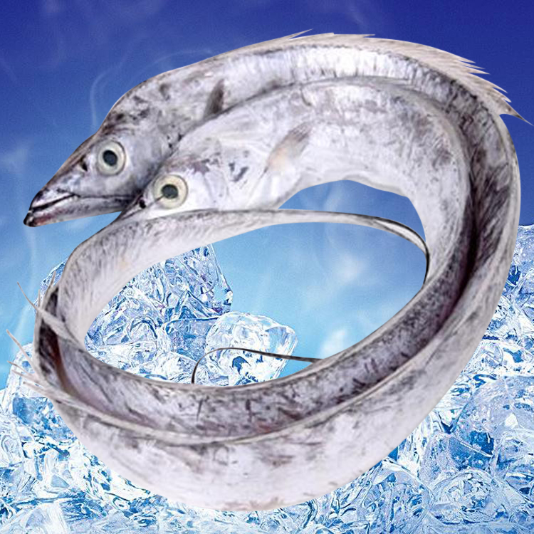 舟山小眼睛油带鱼 网捕舟山带鱼1-4斤/条   顺丰冷链清蒸好吃