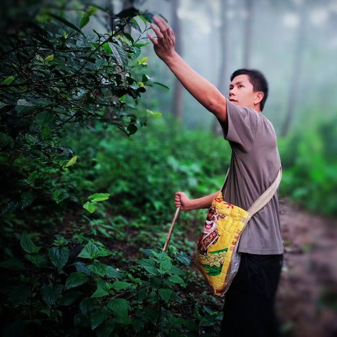 【书记严选】2024年 邦旭 森林茶 普洱生茶 散茶 饼茶