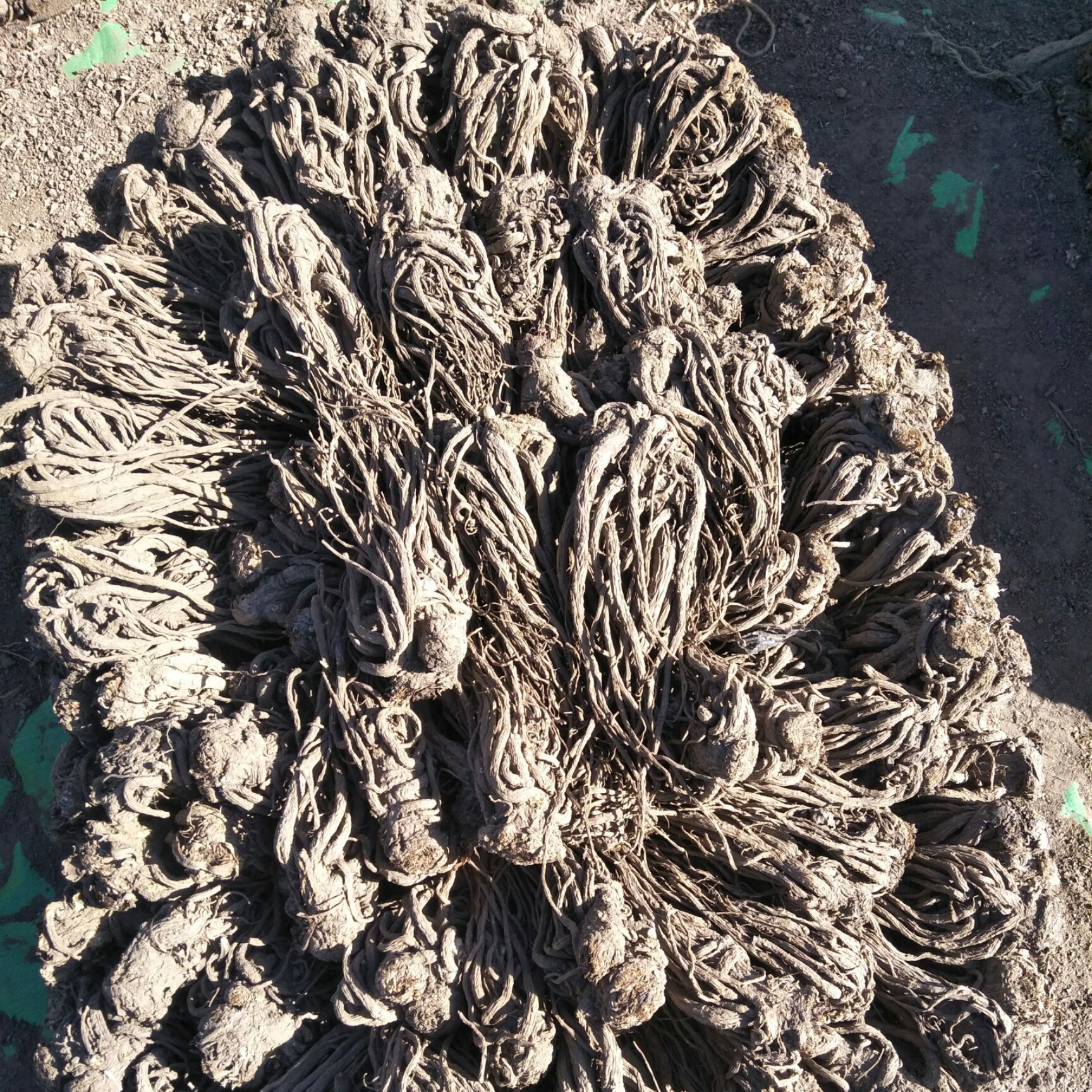 云南现收山货 下山 当归散装称重 土特产 