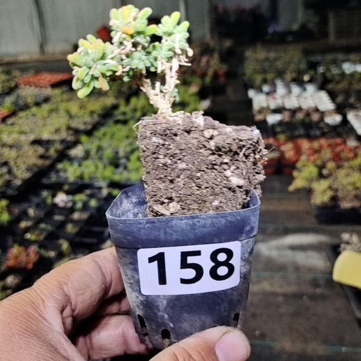 【闪购商品】158多肉植物清棚枝干番杏