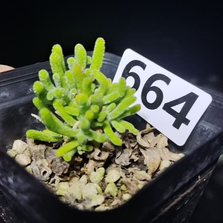 【闪购商品】664多肉植物清棚枝干番杏