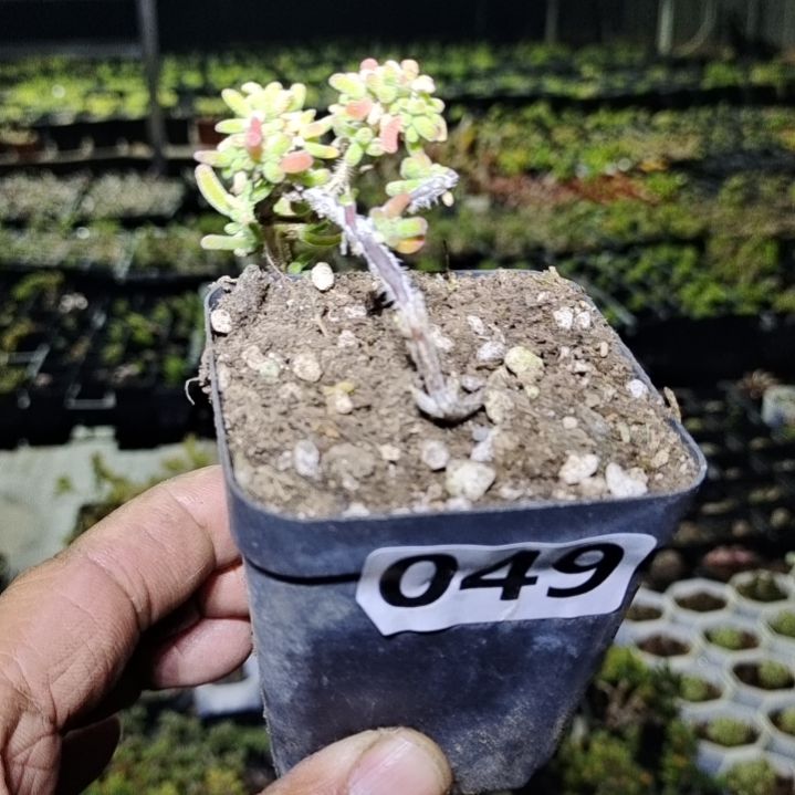 【闪购商品】049多肉植物清棚枝干番杏