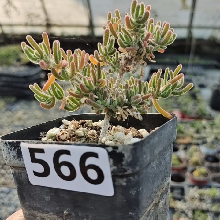 【闪购商品】566多肉植物清棚枝干番杏