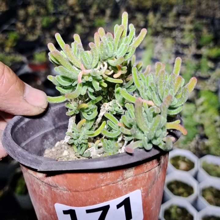 【闪购商品】尘*间171多肉植物清棚枝干番杏