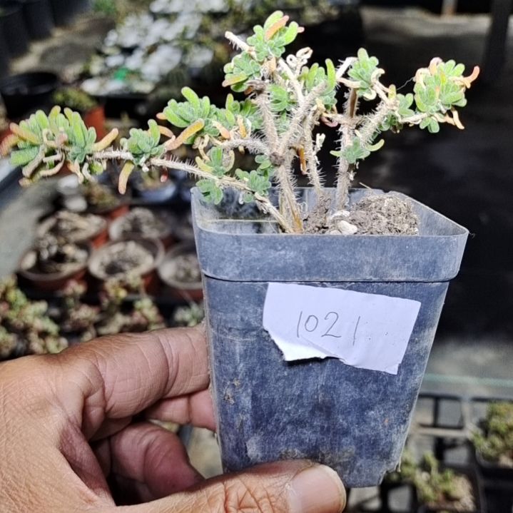 【闪购商品】1021拍泡沫箱多肉植物