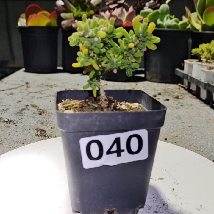 【闪购商品】多肉植物清棚14040