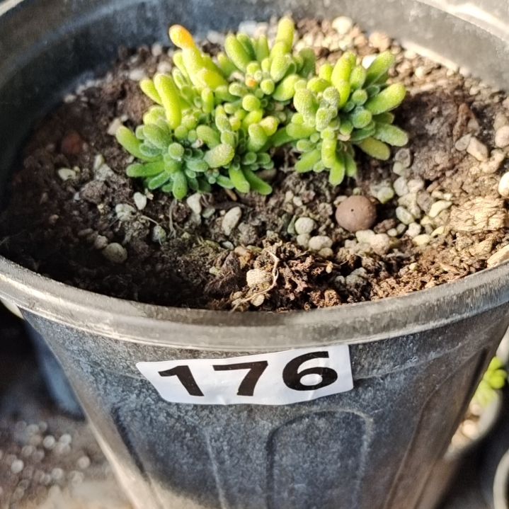 【闪购商品】含泡沫箱多肉植物176