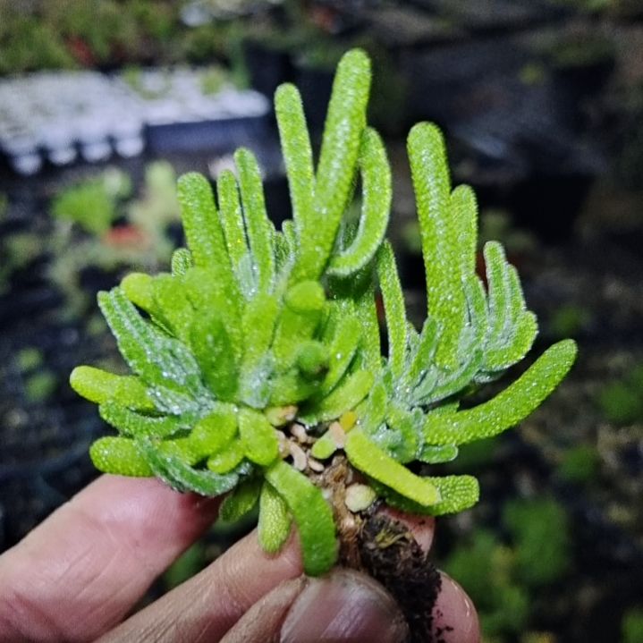 【闪购商品】多肉植物清棚