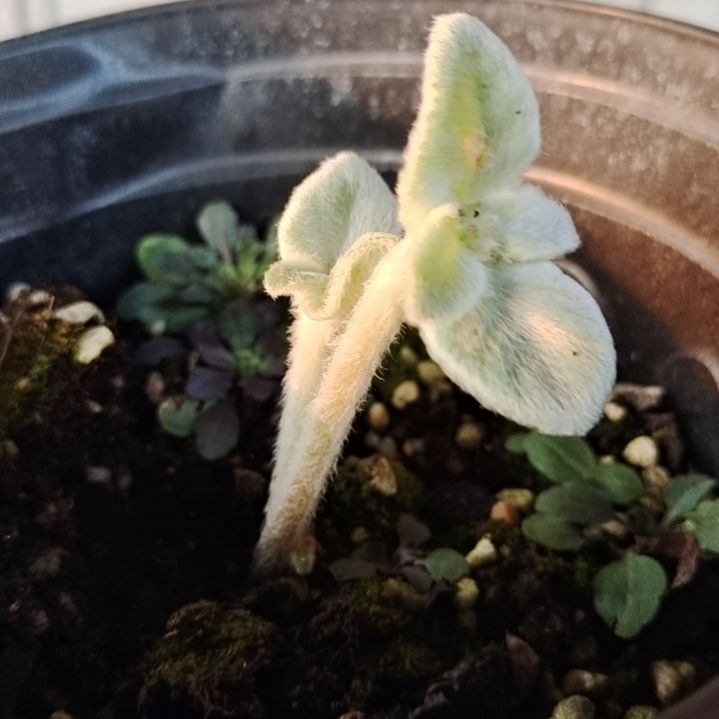 【闪购商品】多肉植物清棚126