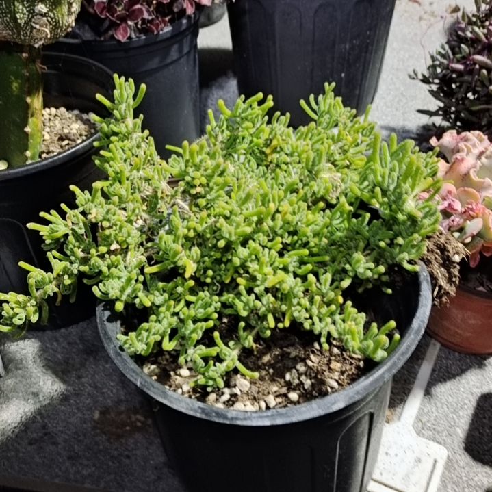 【闪购商品】多肉植物清棚枝干番杏老桩母本