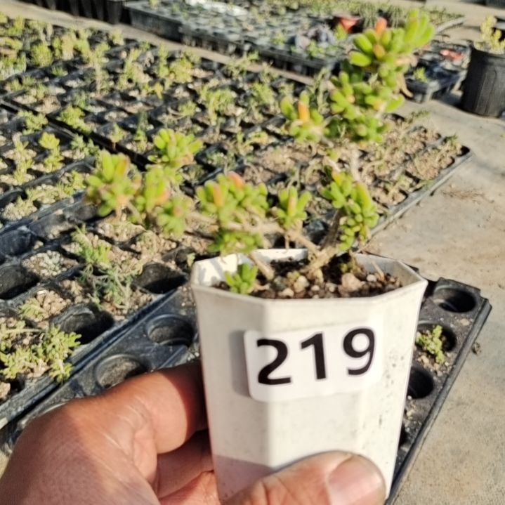 【闪购商品】129含泡沫箱多肉植物