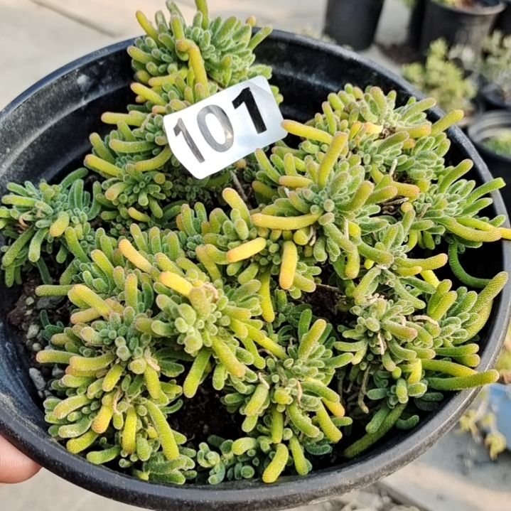【闪购商品】101多肉植物清棚枝干番杏