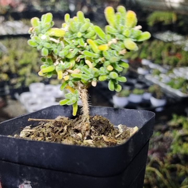 【闪购商品】040多肉植物清棚