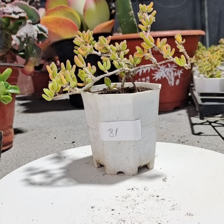 【闪购商品】多肉植物清棚81