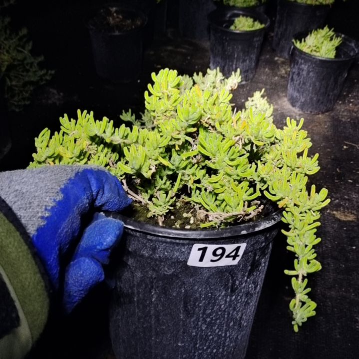 【闪购商品】194含泡沫箱多肉植物