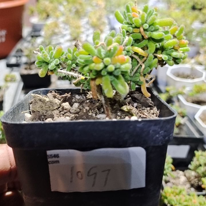【闪购商品】1097多肉植物清棚枝干番杏