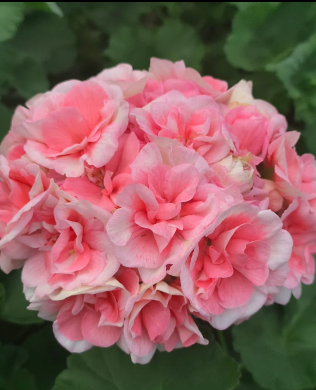 新品重瓣直立天竺葵小苗盆栽大苗观花植物四季开花绿植包邮发货