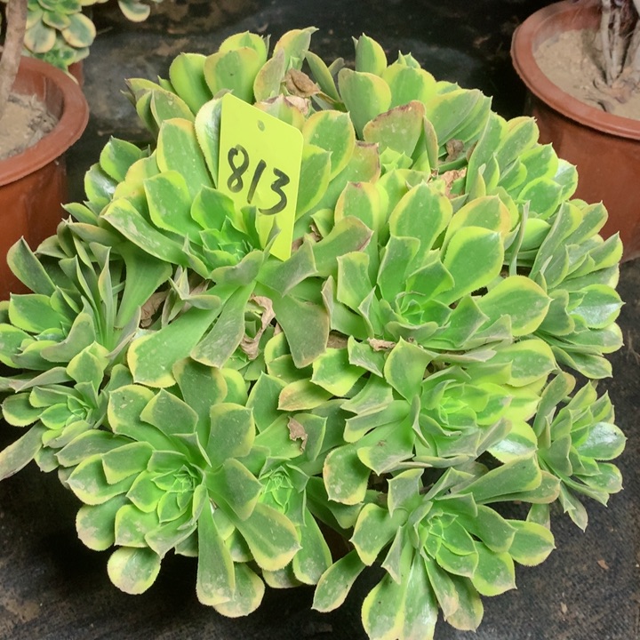 813青檬多肉111111