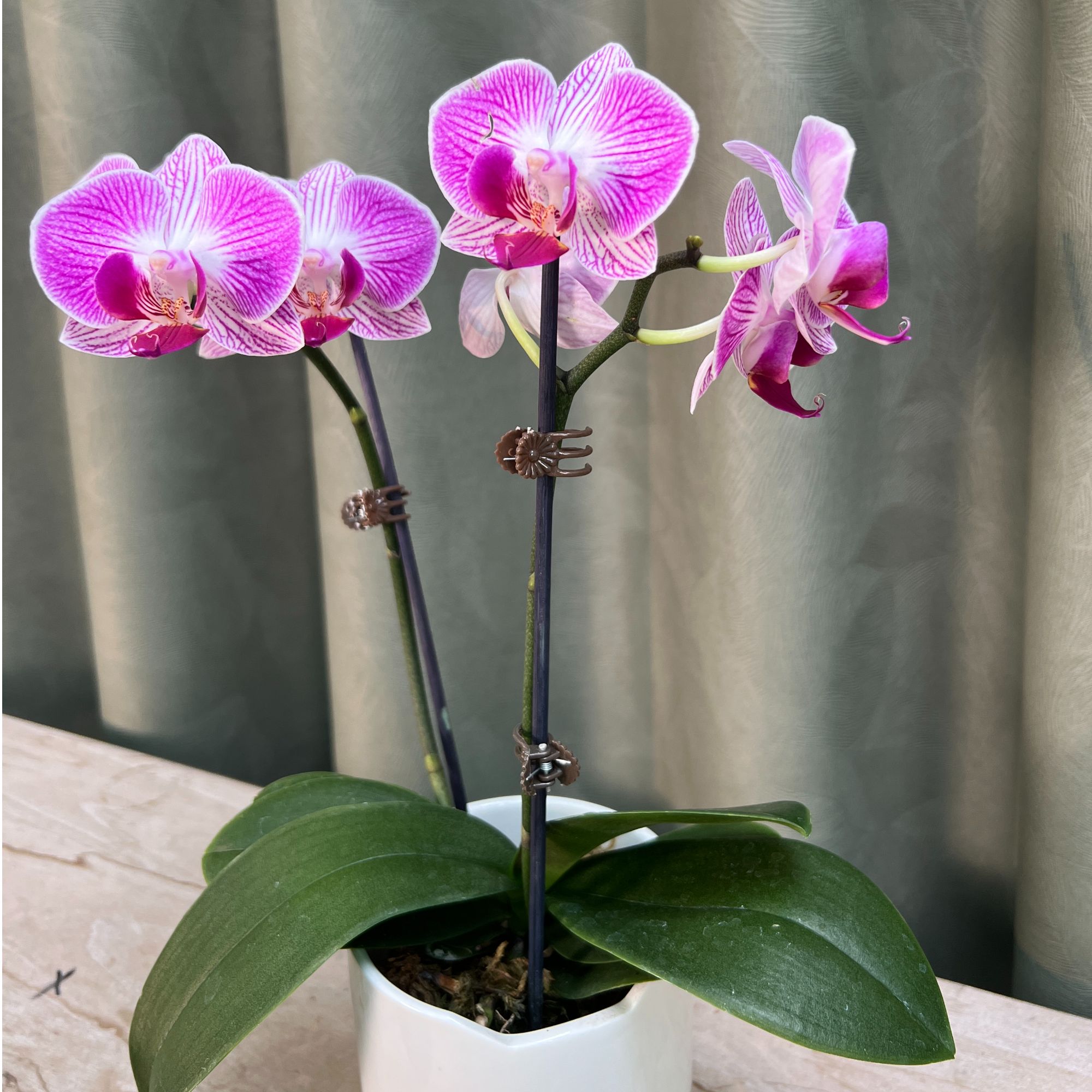 A+【富贵鸟】耐养易活花期长蝴蝶兰带花剑四季开花室内外绿植盆栽